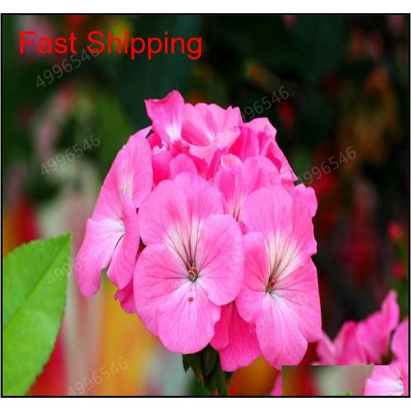 

100 pcs colorful bonsai geranium flower rare variegated geranium bonsai potted indoor rooms home garden f qylybv dh_seller2010