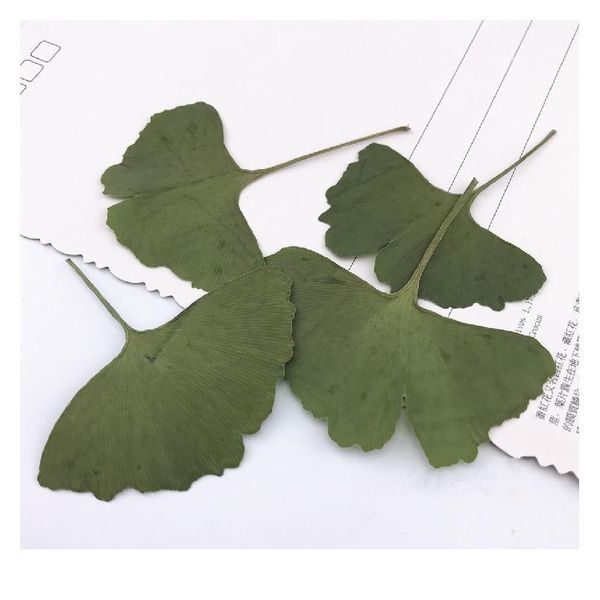 

20pcs,natural pressed ginkgo leaves,eternal real leaves for diy wedding invitation art bookmark gift card,scented candl qylmds