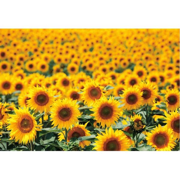 

party decoration backdrop sunflowers flower sea born wedding family holiday pography background po booth studio props