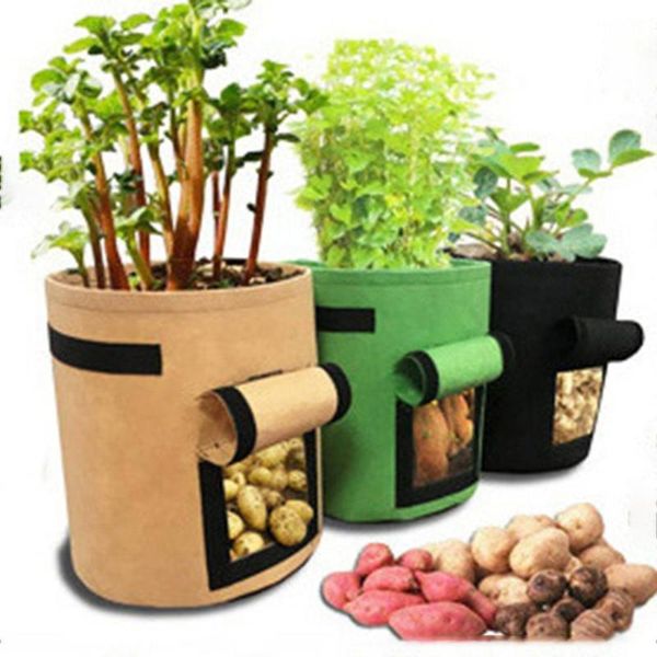 

planters & pots sweet potato planting bag growth plant beauty tree