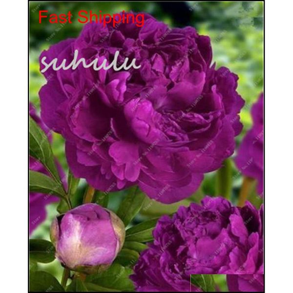 

10 pcs/bag mixed color peony seeds chinese rose tree peony seeds beautiful decoration bonsai flower pla qylisq homes2011