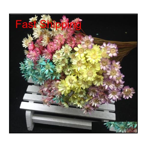 

60pcs mixed color cute mini brazil little star real dried flower fit wedding decoration glass vials glass b qylxut homes2007