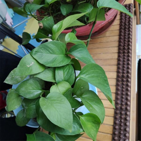 

fencing, trellis & gates 5pcs/set harmless plastic bird spikes animal anti climb thorn anti-theft fencing wild cat fence for yard garden