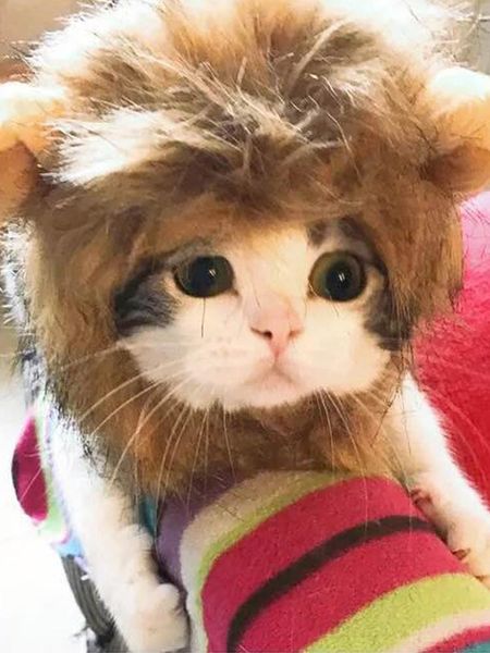 

dog apparel pet halloween costumes retro high retention rates cartoon warm hat lei feng short plush cute