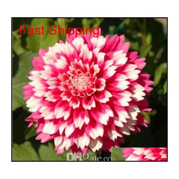 

50 pcs multicolor dahlia seeds, dahlia flower, bonsai flower for home garden plant pot high sp qylnxg toys2010