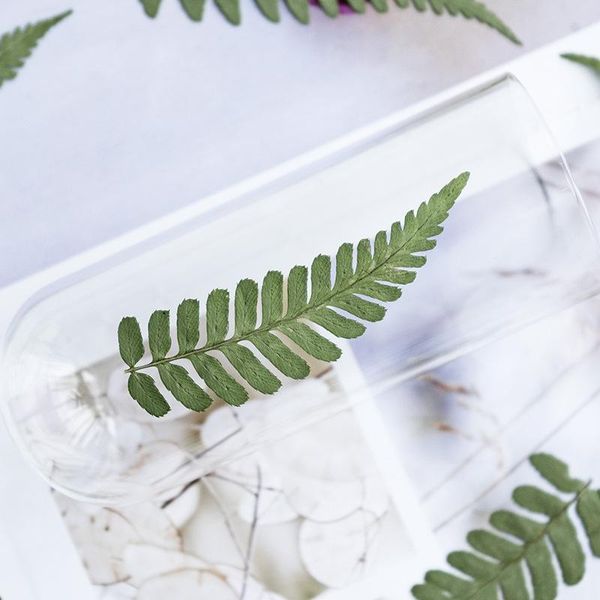 

decorative flowers & wreaths 24pcs/pack natural dired amphiprion fern diy crafts scented candlehandcraft foliage specimens embossing phone c