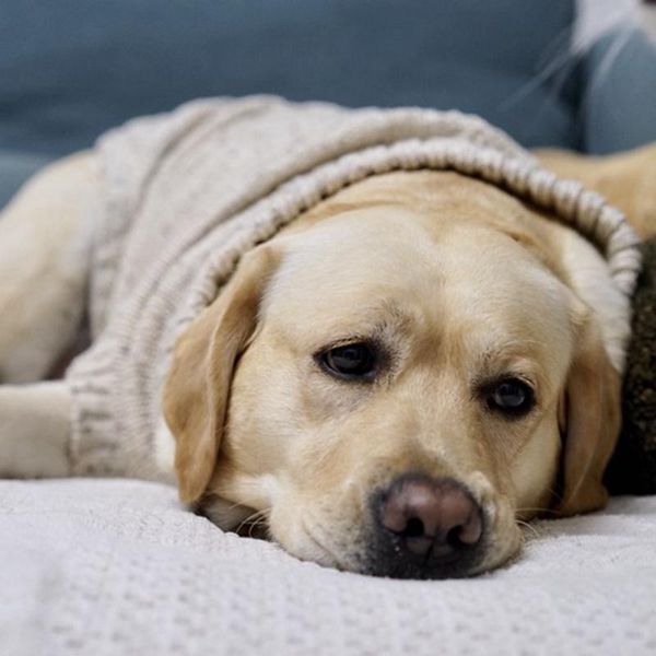 

dog apparel [mpk sweater] wool sweater for small to medium size dogs, sweater, labrador clothes, 4 sizes available