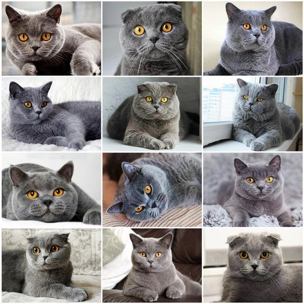 

diamond painting evershine full square cat 5d diy embroidery sale animals cross stitch kit wall decoration art