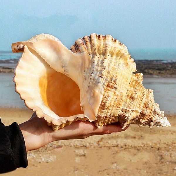 Novidade Items Big Conch Shell Natural Seashells Mobiliário Marinho Decoração Sea Ornaments Casamento Festival Festa Presentes