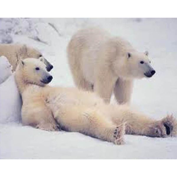 

diamond painting 5d diy embroidery animal polar bear cross stitch full square rhinestone mosaic home decor yd