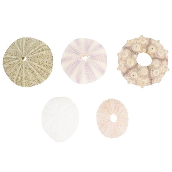 

novelty items 5pcs sea urchin decors aquarium decorations ornaments desktop