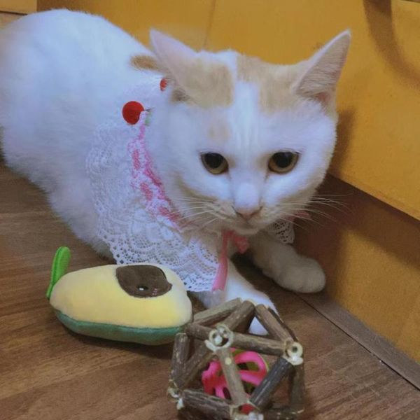 

cat collars & leads lovely pet dog collar scarf bib accessories adjustable rope tie