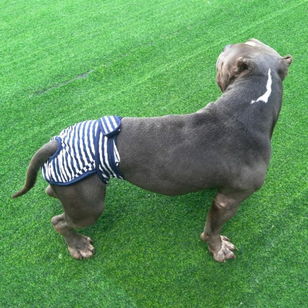

dog apparel washable female shorts panties menstrual period underwear jumpsuit pet physiological pants diapers sanitary