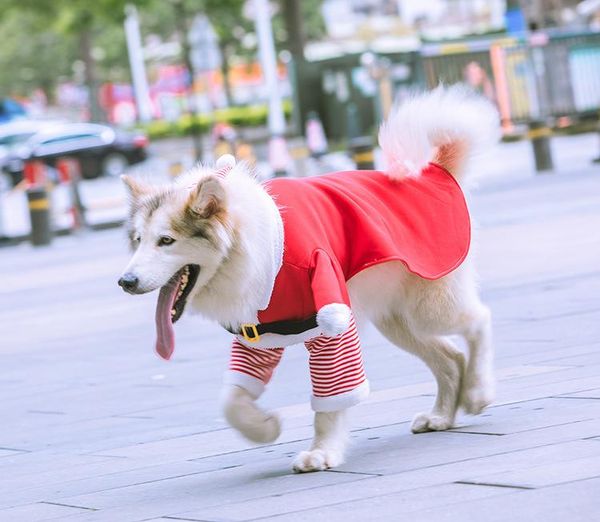

dog apparel medium and large cat santa claus cosplay clothes pet supplies warm fleece funny two-legged golden retriever costume