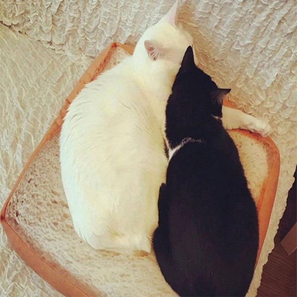 

cat beds & furniture pets bed swallowed cute emulation toast bread slices creative plush pillow pet cats leisure cushions sleeping cushion