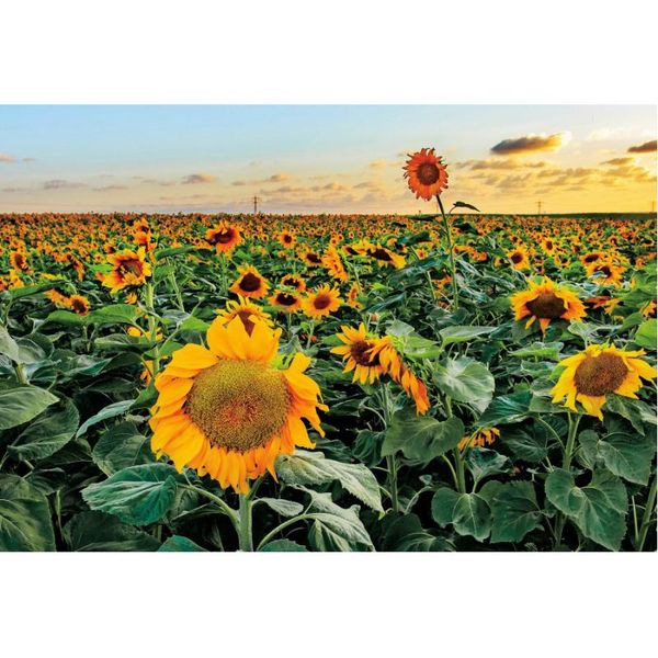 

party decoration sunflower flower sea in the morning backdrop born wedding pography background po booth studio props