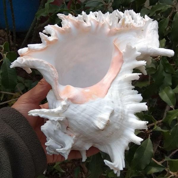 

novelty items wedding conch shell decoration