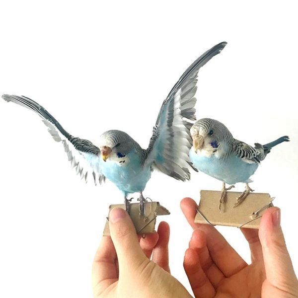 

decorative objects & figurines taxidermy stuffing eurasian blue colour melopsittacus undulatus / budgerigar budgie parrot specimen teaching