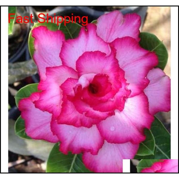 

selling bonsai adenium obesum seeds balcony flowers seeds 2 pcs rainbow desert rose seeds for home qylntb new_dhbest