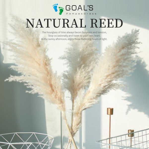 

3pcs pampas grass 55 cm tall dried home decor ried reed dried flowers huge pampas grass real