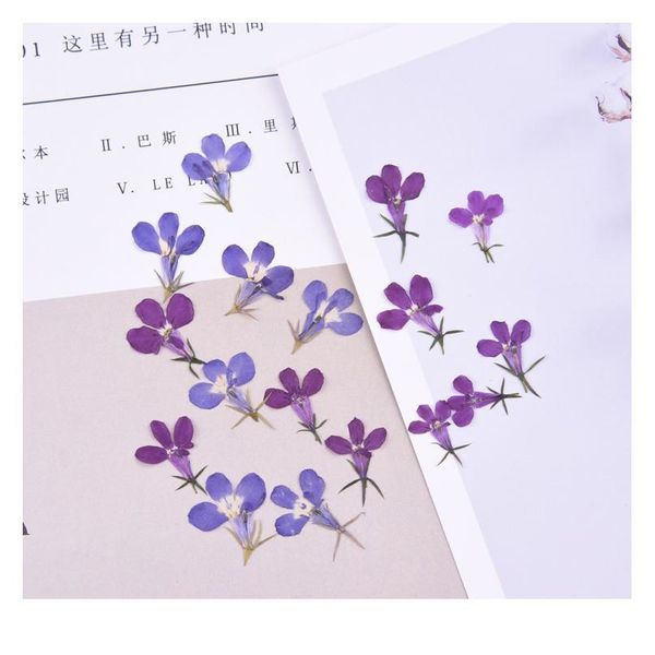 

1.5cm/20pcs,nature real touch flower petals,pressed lobelia for diy candles craft bookmark gift card,flores secas faci qylmgo