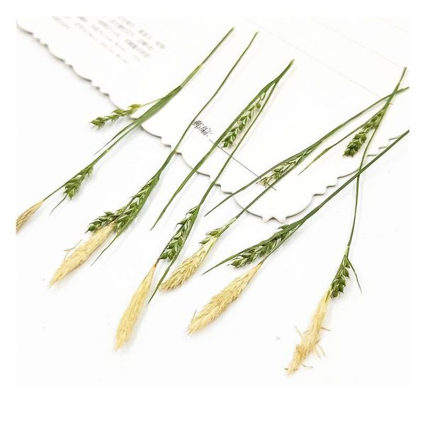 

100pcs/7-9cm,naturepressed carex grass with branches,diy wedding invitation craft gift bookmark decoration,scented candle dec jllgbp