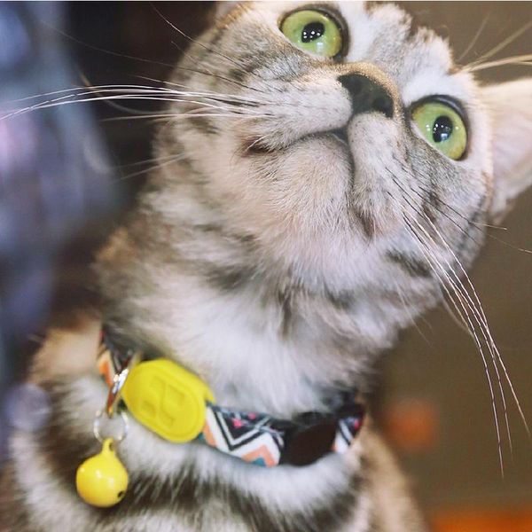 

cat collars & leads latest collar with bell pet accessories colorful series adjustable