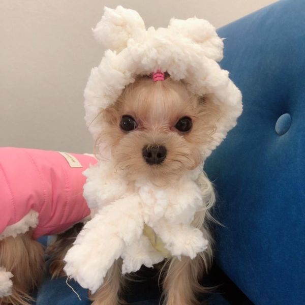 

small dog jacket winter dog clothes with hat pet cap cat yorkshike terrier pomeranian clothing coat outfit puppy costume apparel