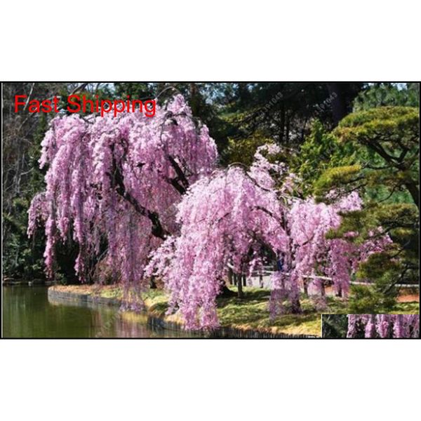 

10 pcs mixed japanese bonsai sakura tree seeds weeping cherry tree diy home garden dwarf jllyrl powerstore2012