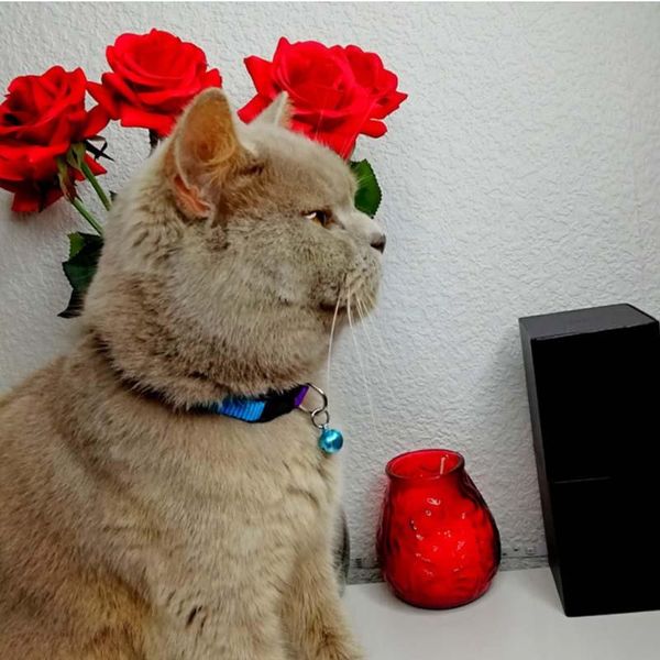 

teddy dog or cat collar nylon pet collar puppy necklace small dogs bell pet cat accessories supplies for small dog