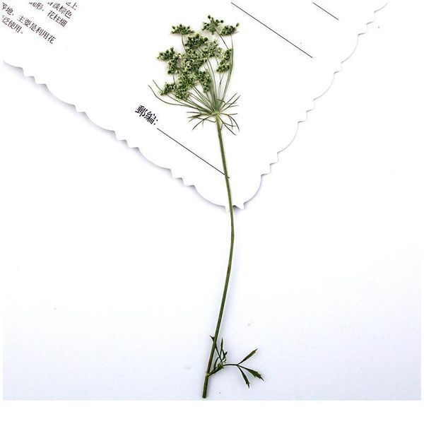 

100pcs/6-9cm,pressed natural lace flowers with stem,real leaves diy wedding invitation art bookmark gift card,scented qyldhj
