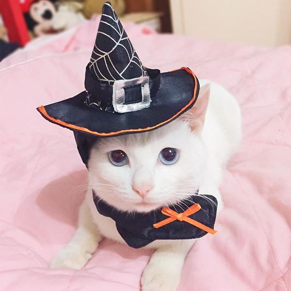 

1pc pet cat dog halloween supplies hat holiday hair dress cool neck bib magic wizard gift event party hats accessories costumes