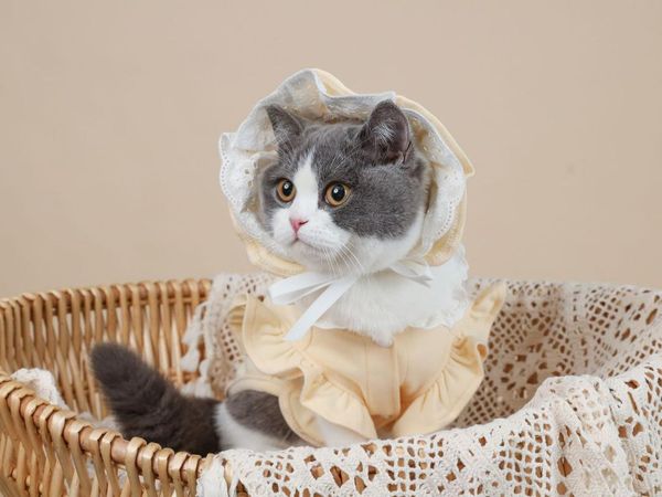 

cat costumes cute hoodies for small pet dog clothes yellow hat with coat puppy chihuahua akita schnauzer summer clothing pets