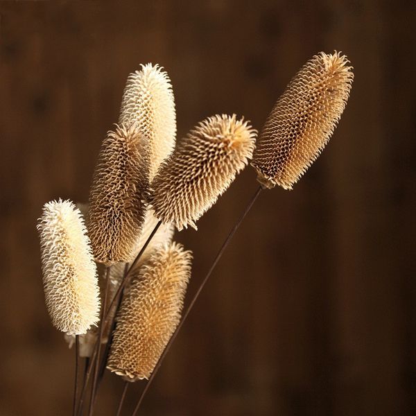 

natural dried flowers real plants dipsacus sativus flower handmade decor diy craft christmas wedding home decoration lamao fruit