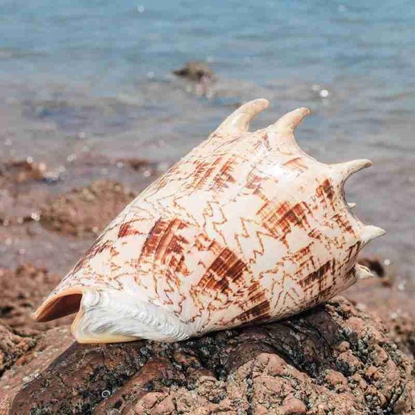 

novelty items 20-23cm natural oversized conch shell imperial home office decorations and ornaments collection gift souvenir