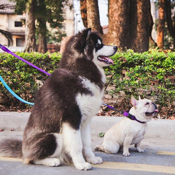 

dog collars & leashes running leash leather nylon rope collar jogging pet no pull personalized rainbow harness guinzaglio cane medium dd55q