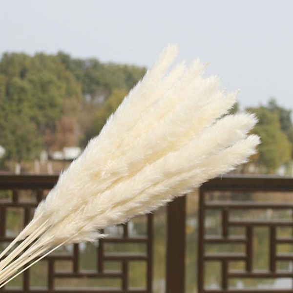

30pcs natural dried pampas grass reed home wedding flower bunch decor flowers outdoor pink decorative & wreaths
