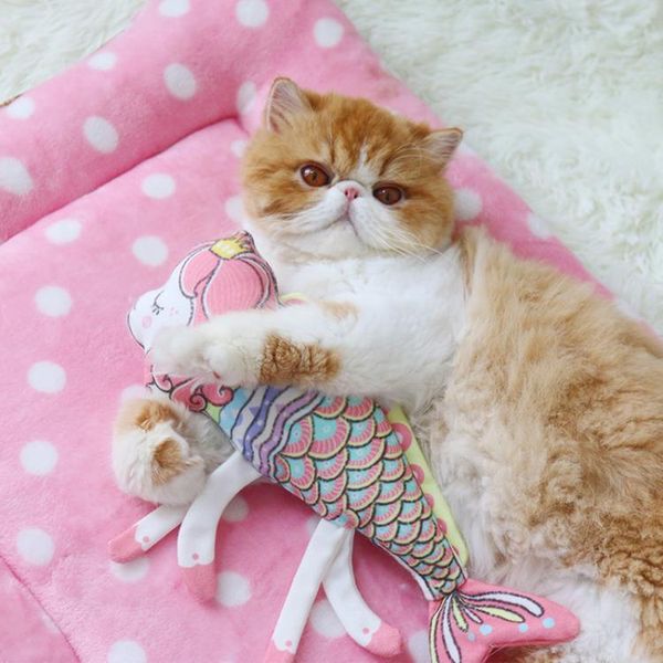 

cat toys 2021 explosion toy pillow grass carp style pet supplies