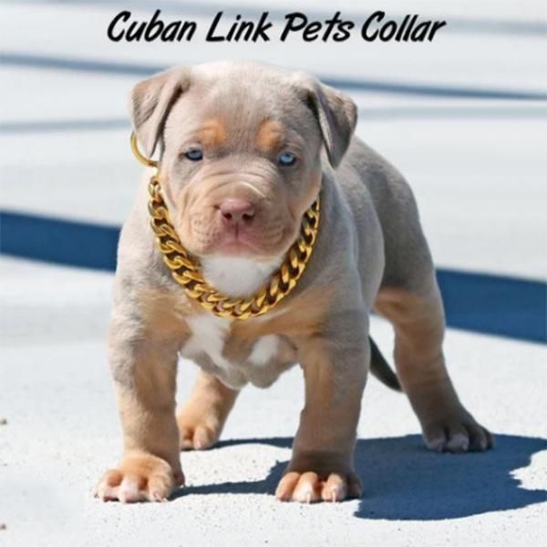 

cat collars & leads cuban link thick chunk chain necklace dog safety collar pets jewelry ej