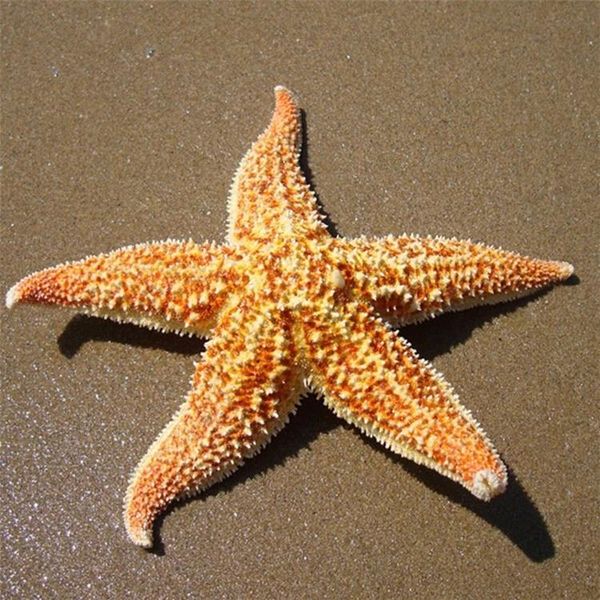 

novelty items 2pcs/lot natural starfish thorns sea dried specimens beidaihe shell mediterranean style wedding decoration