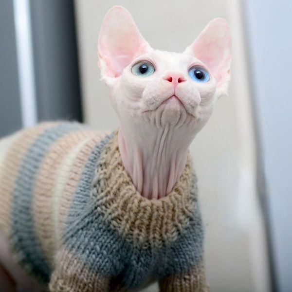 

cat costumes sphinx hairless clothes cashmere kitten sweater soft