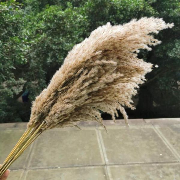 

45cm/10pcs,natural pampas grass dried flowers branch,eternell real reed display for wedding party home decoration decorative & wreaths