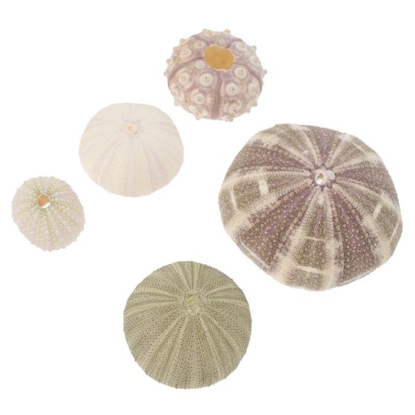 

novelty items 5pcs home sea urchin ornaments aquarium landscape decor accessories