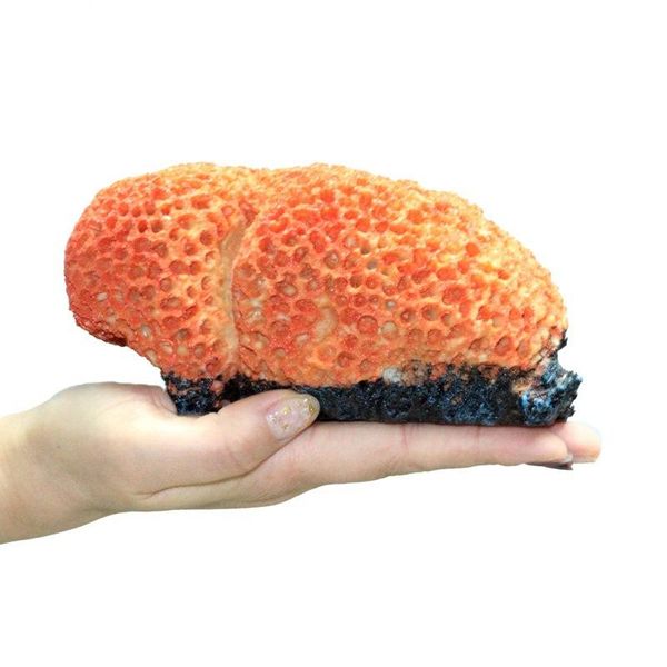 

conch shell rockery aquarium decoration resin fish tank ornament landscap decorative 16x10x8cm decorations
