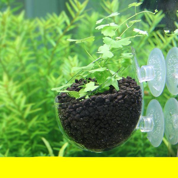 

aquariums mini aquarium fish tank live plant cup landscape plants cultivation basin water feeding