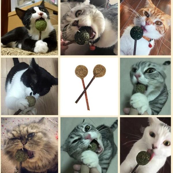 

cat toys 2021 style pet catnip lollipop natural chasing healthy safe edible treating a variety of scenarios