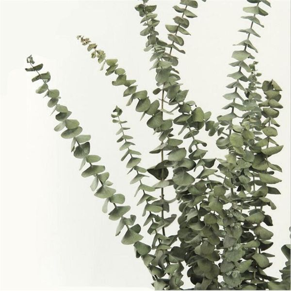

decorative flowers & wreaths 5 stems dried real eucalyptus bouquet 55cm tall natural no preservatives perfume