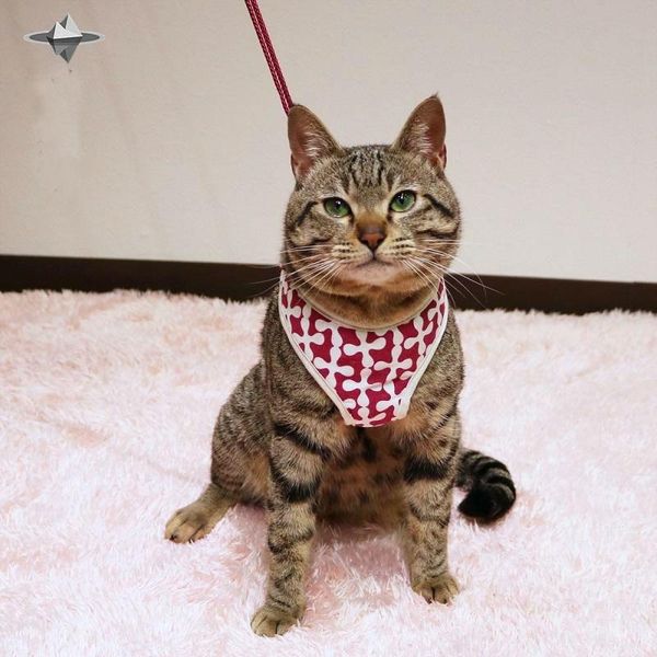 

cat and dog vest traction rope day type collars & leads