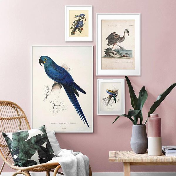

paintings birds parrots vintage poster ostrich print canvas painting biology education wall art picture modern study room decoration