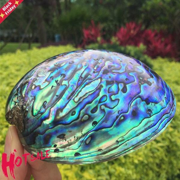 

zealand blue abalone shell natural craft conch home decoration aquarium landscaping wedding landscape decoraition 1lot(2pcs) novelty items